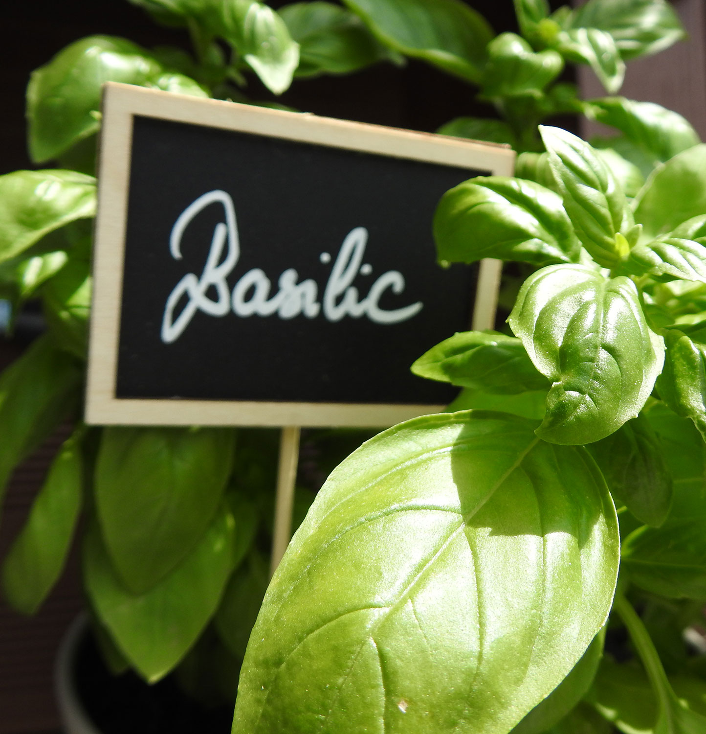 La_Reserve_Basilic_2